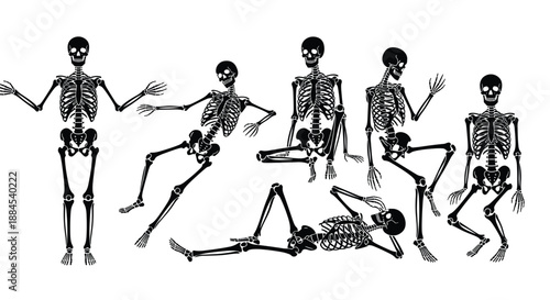 Human skeleton poses set, anatomical illustration collection, dancing skull figures, spooky art, medical anatomy, isolated on white background, vector clipart