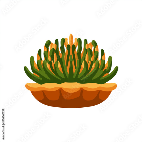 A simple and modern flat 2D vector of a Tiger Jaw Succulent, isolated on a pure white background.