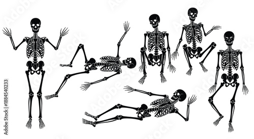 Human skeleton pose set, isolated vector illustration collection, spooky anatomy characters, dancing lying sitting standing positions, Halloween medical design template