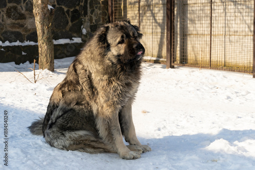 Caucasian Shepherd Dog sitting on snow in outdoor enclosure near stone wall and metal fence. Natural light animal photography. Guard dog breed and winter season