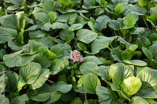 Lush green foliage with single pink flower blooming in natural garden setting