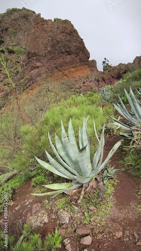 Cacti in the wild volcanic landscape of La Palma island