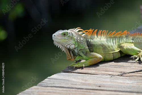 A Green Iguana (Iguana iguana) also known as American Iguana on a dock in the Florida Keys, USA.