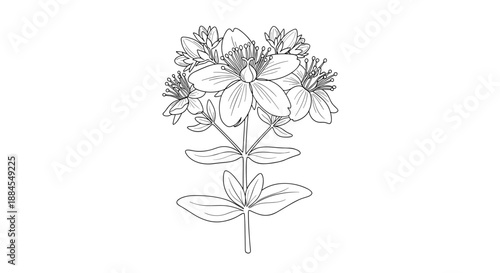 Botanical line art drawing of a St Johns Wort plant shows the flowers and leaves in a detailed scientific style.