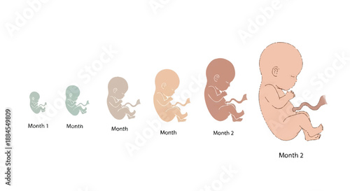 Illustration of human fetus pregnancy development stages from month 1 to 9 in various colors on a white background