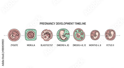 Infographic showing pregnancy development timeline with icons of zygote, morula, blastocyst, embryo and fetus stages on white background