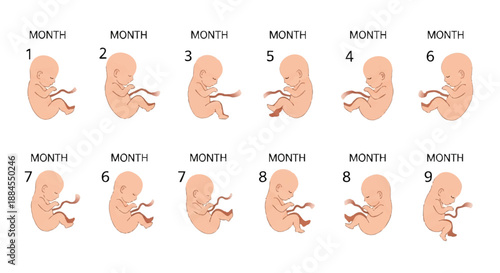 Infographic illustrating human pregnancy development stages from month one to nine with detailed fetal illustrations on a white background.
