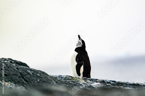 A Chinstrap Penguin (Pygoscelis antarcticus) poiinting its head to the sky on a rocky shore in Antarctica.