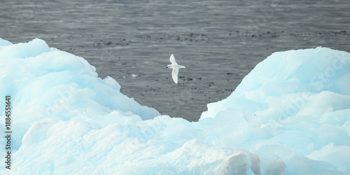 A snow petrel (Pagodroma nivea) in flight above an iceberg in the South Scotia Sea.
