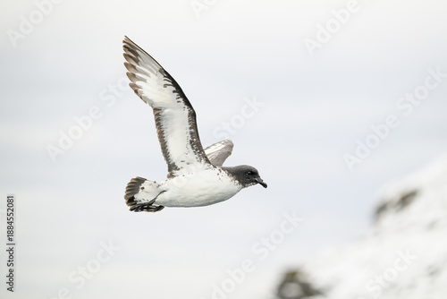 A Cape petrel (Daption capense) in flight over Signy Island in the South Orkney Islands.