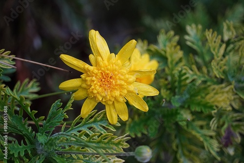 Yellow daisy, or Euryops pectinatus double flower, after the rain