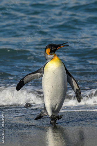 A King Penguin (Aptenodytes patagonicus) leaves the ocean on the beach at Gold Harbour, South Georgia Island.