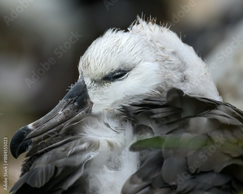 Closeup of a black-browed albatross (Thalassarche melanophris) chick on West Point Island, Falkland Islands.