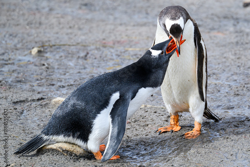A Southern Gentoo Penguin (Pygoscelis papua) regurgitating food into the bill of its chick in the Falkland Islands.