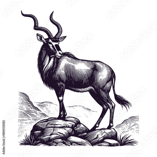 impala standing on rock