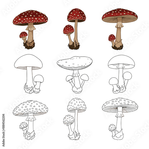Set of fly agaric mushroom illustrations including the iconic red and white spotted fungi in color, outline, and line art styles.