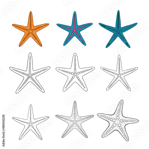 Group of starfish illustrations in various colors and styles including detailed line art and decorative patterns for marine themes.