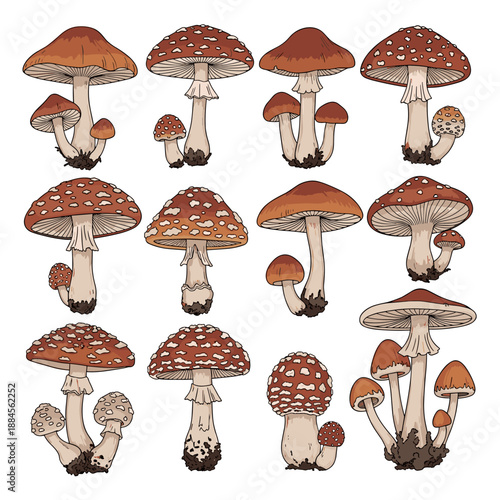 Large group of colorful mushroom illustrations with spotted caps and different shapes representing various woodland fungi species.