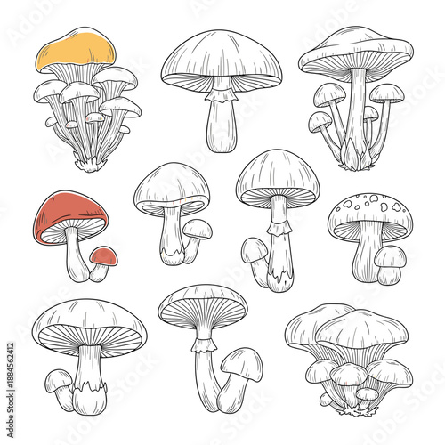 Selection of mushroom line drawings includes different species and clusters with subtle color accents on a few specific fungi.