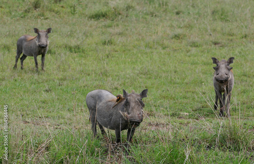 Photography warthog in the Serengeti savannah