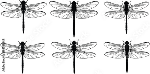 Set of black dragonfly silhouettes with detailed wing patterns, collection of flying insect icons, vector illustration isolated on white background, summer nature element,