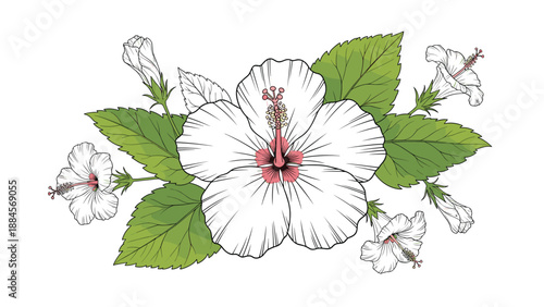 Detailed botanical illustration of white hibiscus flowers and green leaves featuring intricate line work and a clean natural aesthetic.