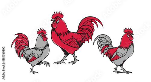 Three colorful roosters standing in different poses