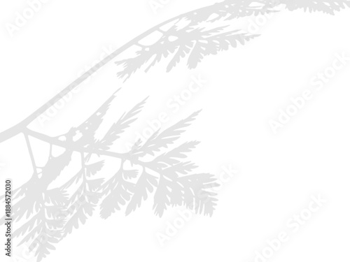Plant leaf shadow overlay on transparent background