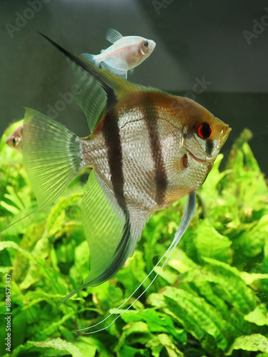 A Mature Freshwater Angel Fish in an Aquarium Planted with Java Fern and some of It's Tank Mates