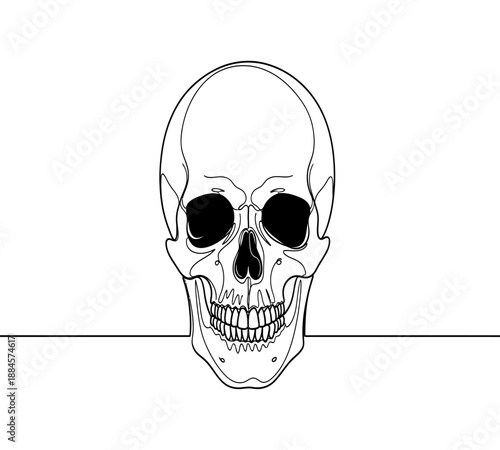 Detailed line art illustration of a human skull with visible teeth and eye sockets