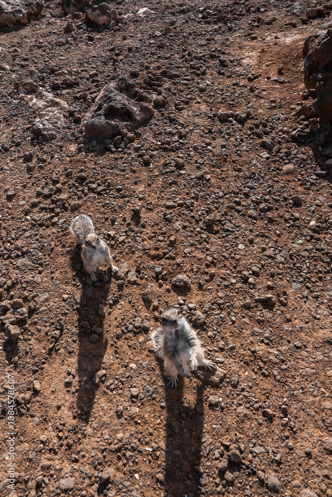 Fototapeta premium Two Barbary ground squirrels stand upright on rust lava stones, casting long shadows at midday in the Canary Islands, with a low angle emphasizing a begging posture.