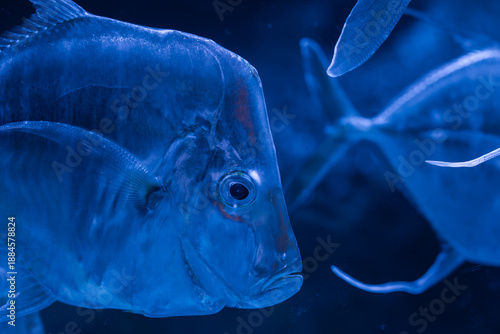 A silvery fish with a steep forehead and large eye swims in Gran Canaria aquarium, shot through glass, soft edges, cool monochrome light, subtle red near gill.