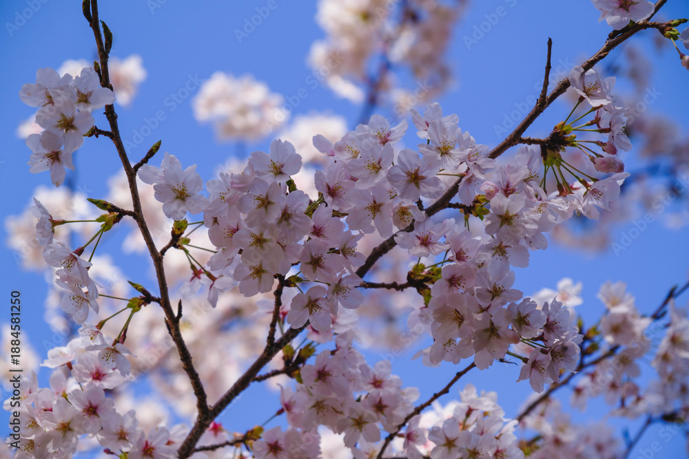 Fototapeta premium 三井寺、美しい満開の桜が咲く風景、滋賀、日本