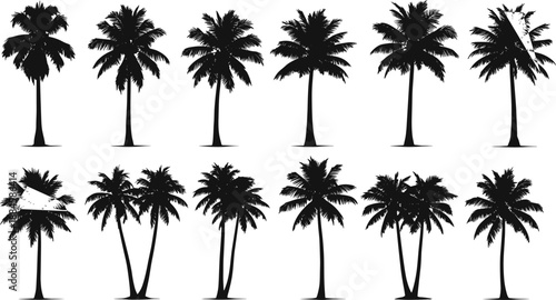 Palm tree silhouette collection with tropical coconut palms, summer nature vector illustration isolated on white background