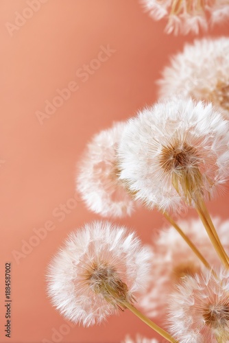 Close-up of white dandelions with soft peach background