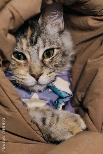 cat in the hands