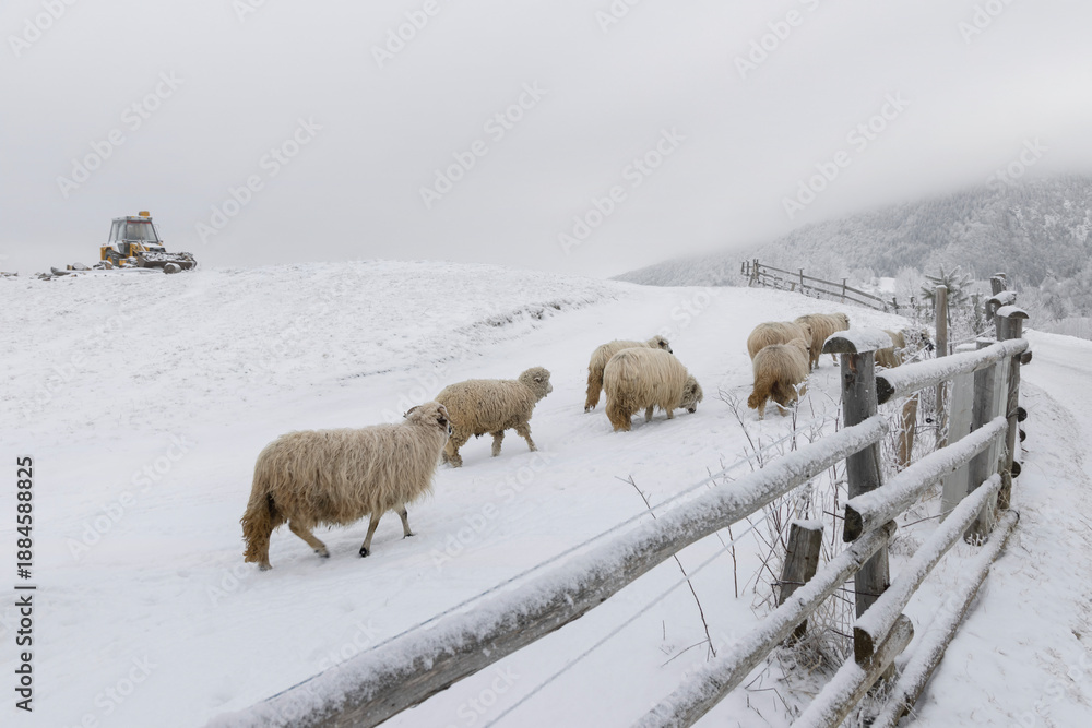 Naklejka premium Sheep herd in snowy mountain village, Carpathians, Romania