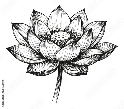 Hand drawn line art illustration of a lotus flower depicting its delicate bloom for relaxation and beauty