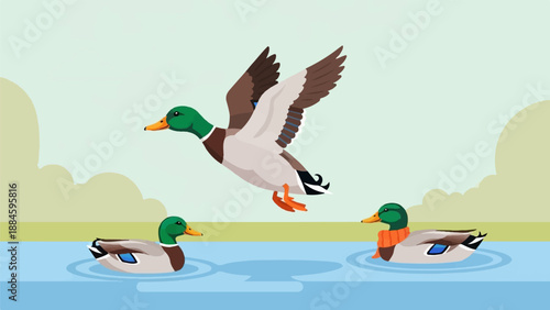 Three ducks in a pond, one flying, one with scarf, and one swimming