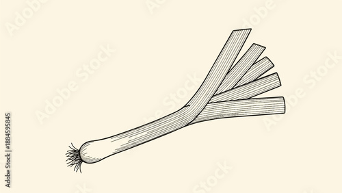 Vintage illustration of a leek with a bulbous root and fanned leaves