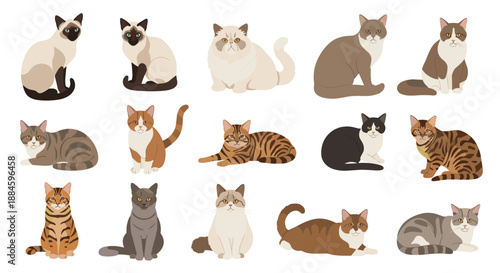 Large grid showing different breeds of domestic cats in various poses including siamese, persian, tabby, and bicolor patterns.