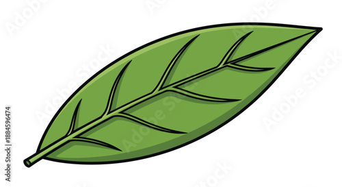 Detailed illustration of a single green leaf with clear branch-like veins isolated on a plain white background for biology.