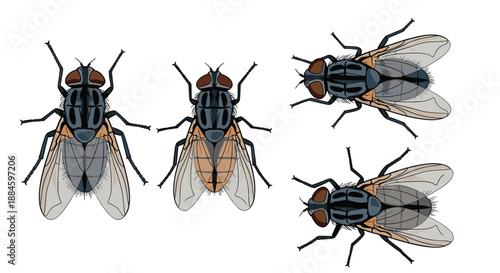 Four detailed illustrations of the common house fly from above and side views for entomology and pest control education.