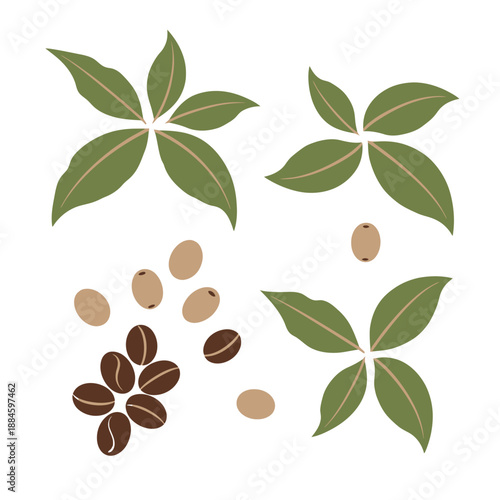 Coffee Beans and Green Leaves, Raw and Roasted, Isolated on White Background