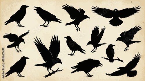 Crow and Raven Silhouette Set – 12 Black Bird Poses Depicting Flight, Perching, and Interaction for Ornithological, Artistic, and Symbolic Use