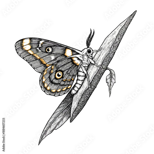 Stunning vector artwork of an Automeris belti Amazonian Silkmoth, detailed tropical insect illustration for nature and wildlife themes.
