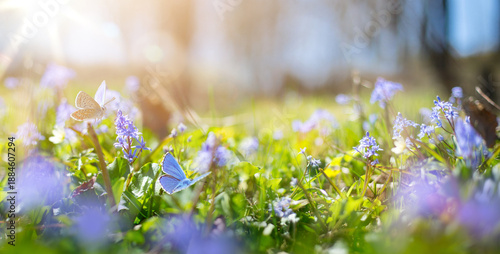 Wallpaper Mural Spring meadow with butterflies and blue wildflowers in natural sunlight Torontodigital.ca