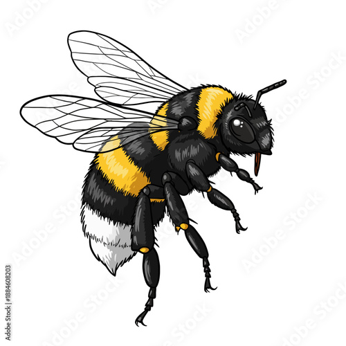 Brazilian Bumblebee, Bombus brasiliensis, Detailed Vector Illustration of Pollinating Insect.