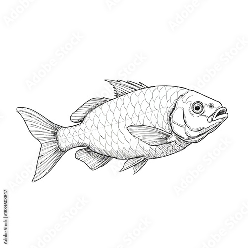 Vector illustration of the Brazilian Giant Cockroach (Blaberus giganteus), a large insect native to tropical South America.