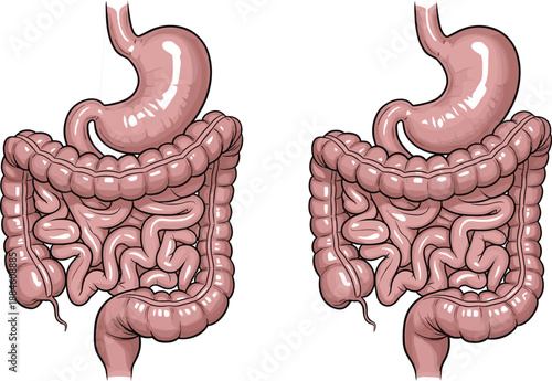 Human digestive system anatomy illustration with stomach small and large intestines, medical diagram of gastrointestinal tract and digestive organs for healthcare,
